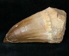 Extra Large Mosasaur Tooth #13575-1